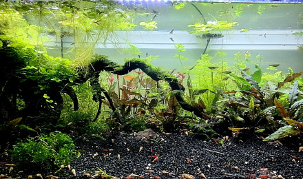 aquarium Propriété de l abonné 160l