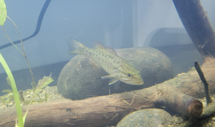 aquarium Petite rivière Rouge