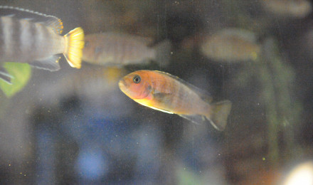 aquarium Levé du jour vendredi matin
