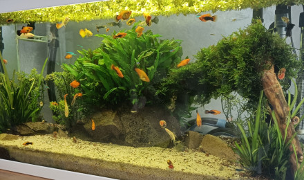aquarium Principal