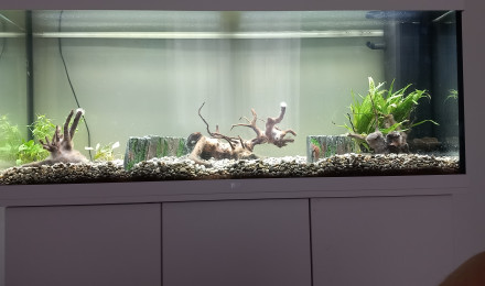 aquarium bac asie du sud est  240 litres