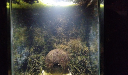 aquarium 242 Cyclage
