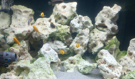 aquarium biotope lac malawi    200 litres