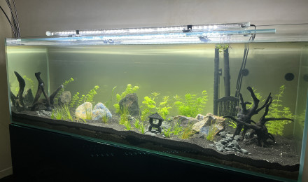 aquarium 450 litres en rodage