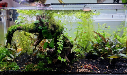 aquarium Propriété de l abonné 160l