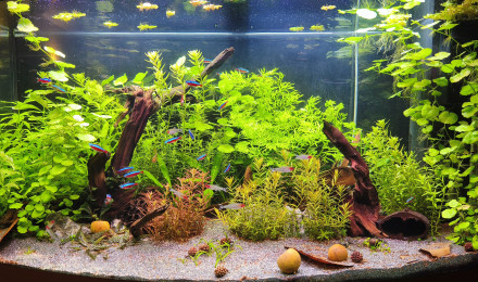 aquarium Juwel Vision 180