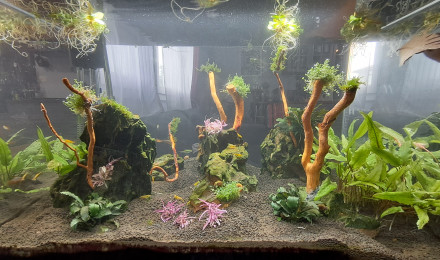aquarium Aquarium maison