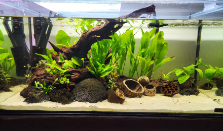aquarium Amazonien