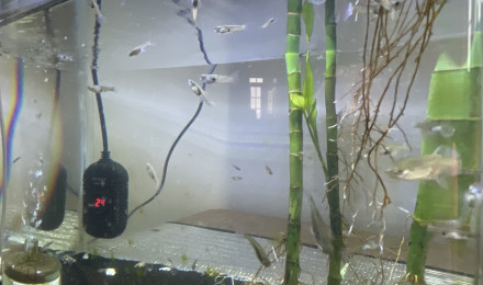 aquarium Guppy females Bebe et Marimo