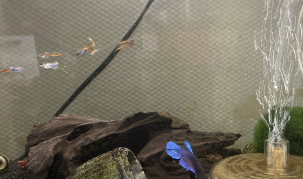 aquarium Betta females Guppy males Escargot Crevettes