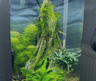 aquarium Crevettes