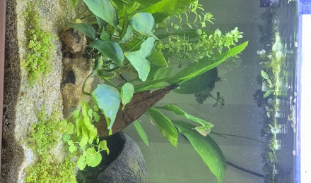 aquarium 60L cubique