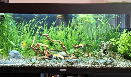 aquarium Juwel 240