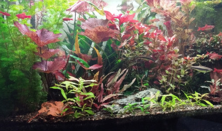aquarium Aquarium aquatlantis 180 litres