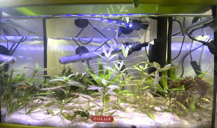 aquarium aqua pour bébés bettas