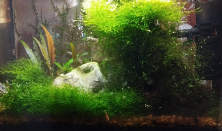 aquarium Aquarium aquatlantis 20 litres SP Caridina