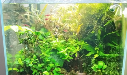 aquarium Aquarium Blau 64 litres