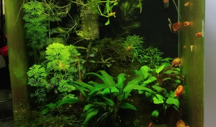aquarium Dennerle 30 litres