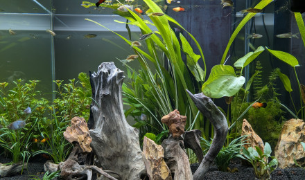 aquarium CIANO EMOTION PRO 60