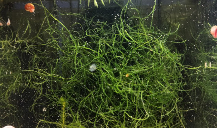 aquarium 444 01 Couple Reproducteur Aphyosemion australe Cap Lopez