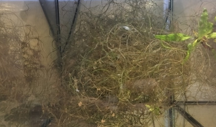 aquarium 433 Libre Aphyosemion australe Cap Lopez