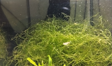 aquarium 423 01 Femelle Aphyosemion australe Cap Lopez
