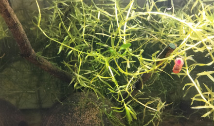 aquarium 424 01 Femelles Aphyosemion australe Cap Lopez