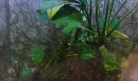 aquarium 413 Réserver pour Fundulopanchax marmoratus Mundemba GS 88-01