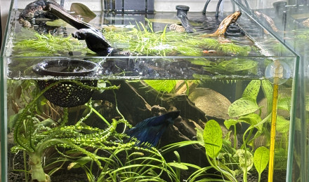 aquarium Zolux betta rek 24 Attila