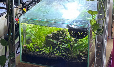 aquarium ZOLUX betta rek 24 Onyx