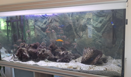 aquarium Tanga