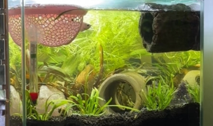 aquarium ZOLUX betta rek 24 Shiro