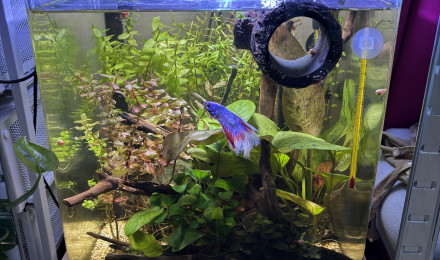 aquarium Nano cube Dennerle 30 Snow