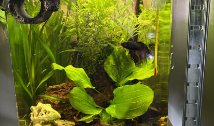 aquarium Nano cube Dennerle 30 Bernard
