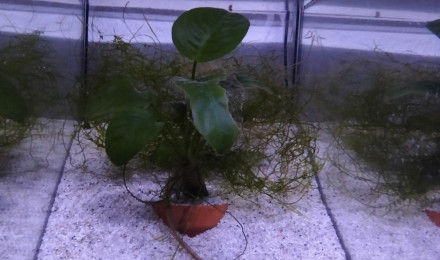 aquarium 321 Libre