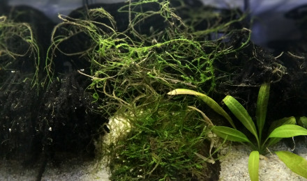 aquarium 234 Libre