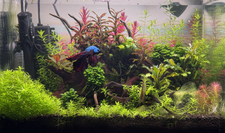 aquarium Nursery