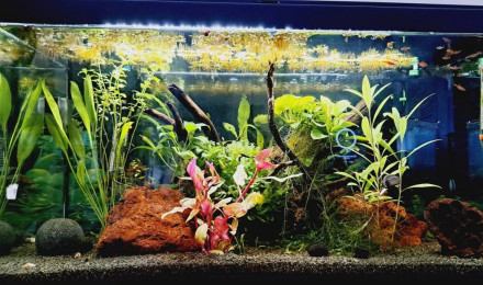 aquarium Domaine des rasboras