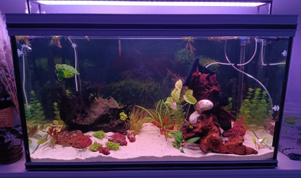 aquarium Patriciah2o