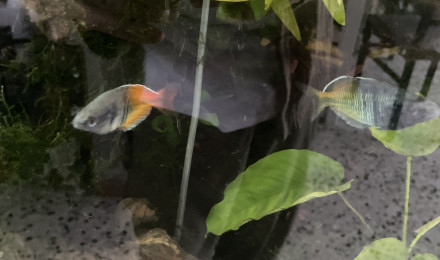 aquarium Villey