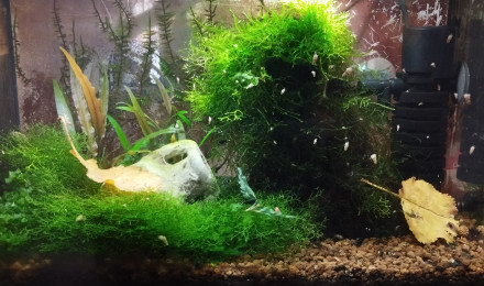aquarium Aquarium aquatlantis 20 litres SP Caridina