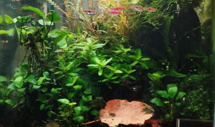 aquarium Aquarium Blau 64 litres