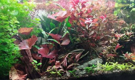 aquarium Aquarium aquatlantis 180 litres