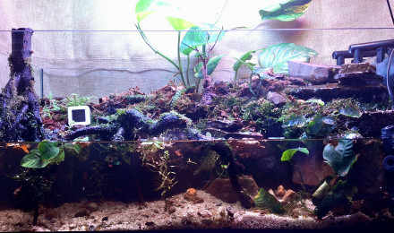 aquarium Paludarium