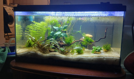 aquarium Aqua betta 2