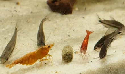 aquarium Eheim 120l cory