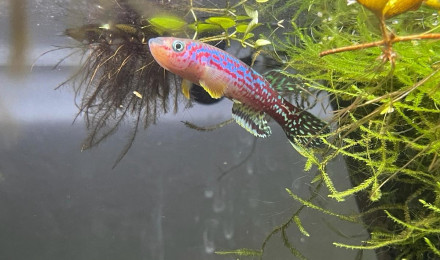 aquarium 124 Fundulopanchax marmoratus Bakossi Camp ADL 13-37