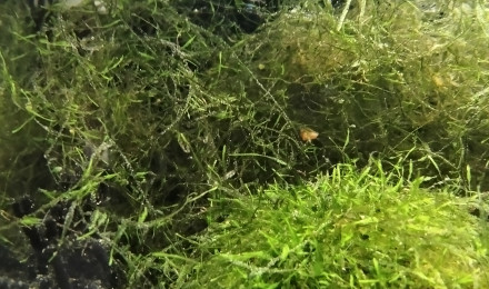 aquarium 244 Jeune Couple Fundulopanchax scheeli