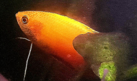 aquarium Asiaquarium
