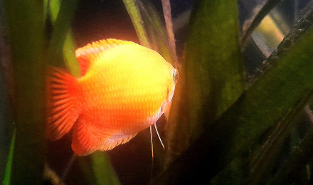 aquarium Asiaquarium